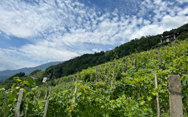 Vista delle vigne vicine alla Manescia